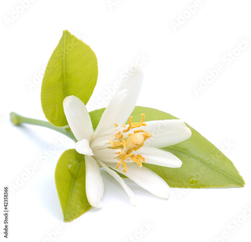 Photo: Blüte, Zitrusfrucht Blüte, Zitrusfrucht