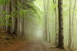 path on the border between coniferous and deciduous trees