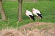 Storch