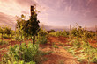 Vineyard in france on sunrise