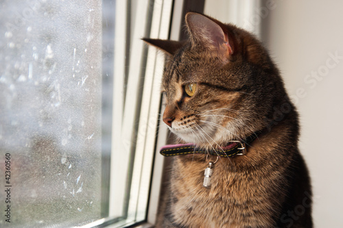 Foto: кошка кошка