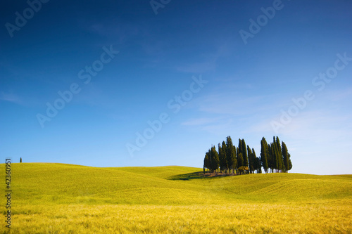 Photo: Campo di grano con cipressi e cielo blu, italia Campo di grano con cipressi e cielo blu, italia