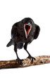 The bird