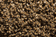 essaim d'abeilles