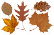 Photo: Braune Herbstblätter Braune Herbstblätter