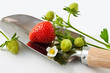 Garten -  Erdbeeren