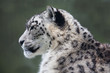 Snow Leopard