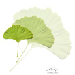 Collage mit Blättern des Ginkgo