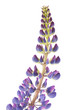 Lupin on white