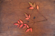 Pinnate Leaf