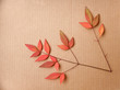 Pinnate Leaf