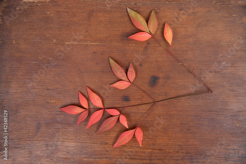 Photo: Pinnate Leaf Pinnate Leaf