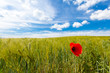 Klatschmohn im Feld