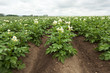 Photo: Landwirtschaft Kartoffel Landwirtschaft Kartoffel