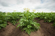 Photo: Landwirtschaft Kartoffel Landwirtschaft Kartoffel