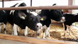 Holstein-Friesian Dairy Cattle