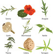 set of different spices