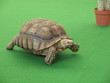 Riesenschildkröte