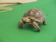 Riesenschildkröte