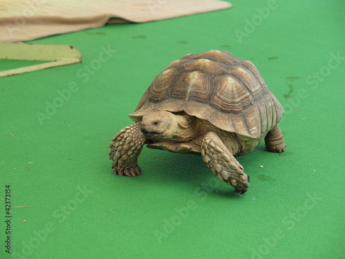 Foto: Riesenschildkröte Riesenschildkröte