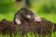 Mole on molehill