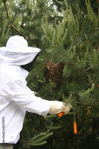Foto: Récupération d'essaim d'abeilles Récupération d'essaim d'abeilles
