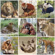 Animals