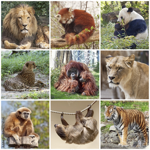 Photo: Animals Animals