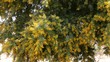 Yellow acacia