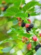 Foto: The branch with ripe mulberry fruit The branch with ripe mulberry fruit