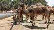 Dromedary