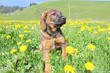 Nice puppy taken in yellow dandelions in Swiss Alps