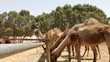 Camel farm. Dromedary
