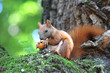 red squirrel sitting on a tree