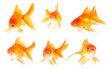 Gold fish. Isolation on the white
