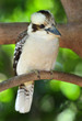 australian laughing kookaburra or kingfisher, mackay, queensland