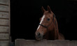Stabled