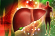 human liver