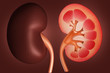 kidney