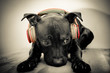 Dj dog