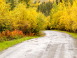 Fall rain on rural dirt road thru yellow willows