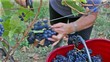 Video: Vendemmia Raccolto dell' uva Vendemmia Raccolto dell' uva