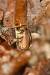 drop of pine pitch