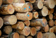 Foto: Stapel Baumstämme Stapel Baumstämme