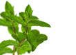 Foto: Branch of fresh green mint isolated on white Branch of fresh green mint isolated on white