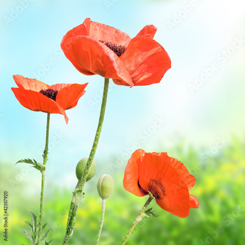Photo: Red poppies in the meadow Red poppies in the meadow