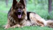 German Shepherd