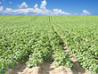 Photo: a Potato field with sky and cloud a Potato field with sky and cloud