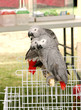 Beautiful African Grey parrots