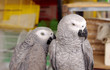 Closeup of  African Grey parrots